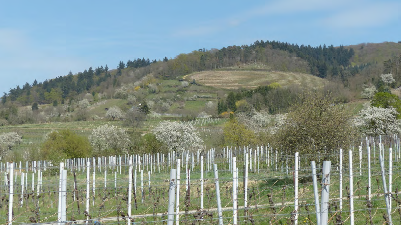 Blick von der oberen Bergstraße über die Weinberge zum Wald